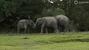 слоны
