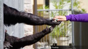 человек, разум, природа