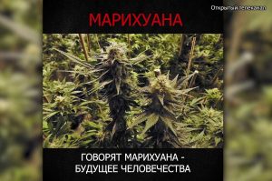 марихуана