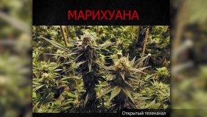 марихуана