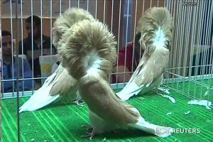 конкурс красоты среди голубей