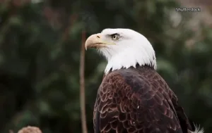 предназначение человека