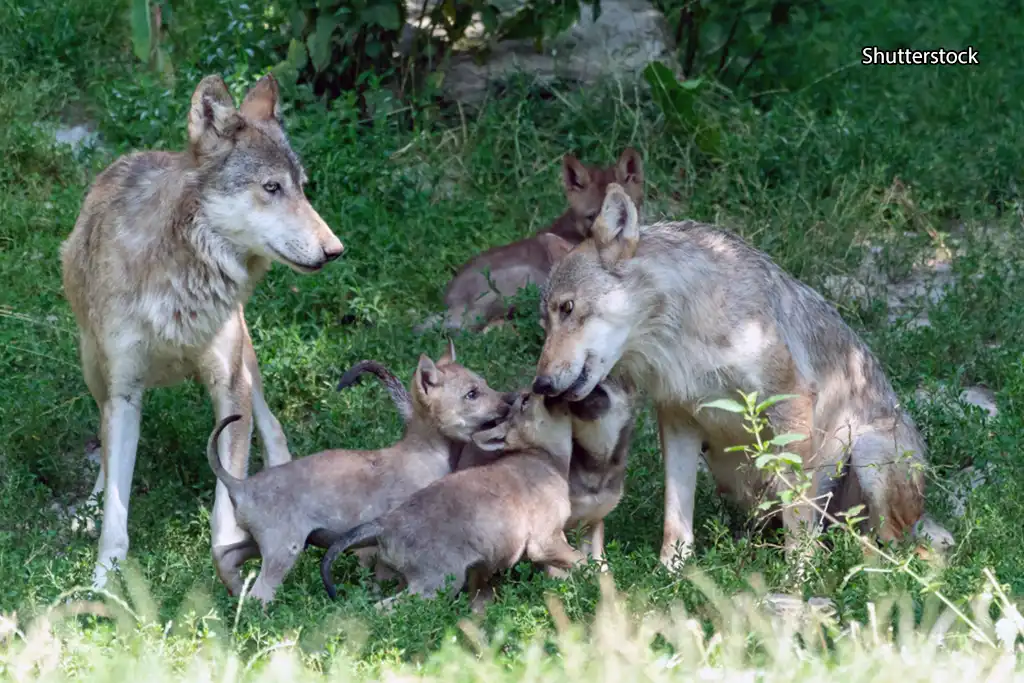 Каббалистический закон стаи